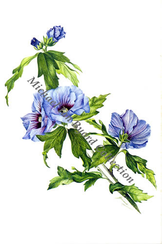 Hibiscus Syriacus
